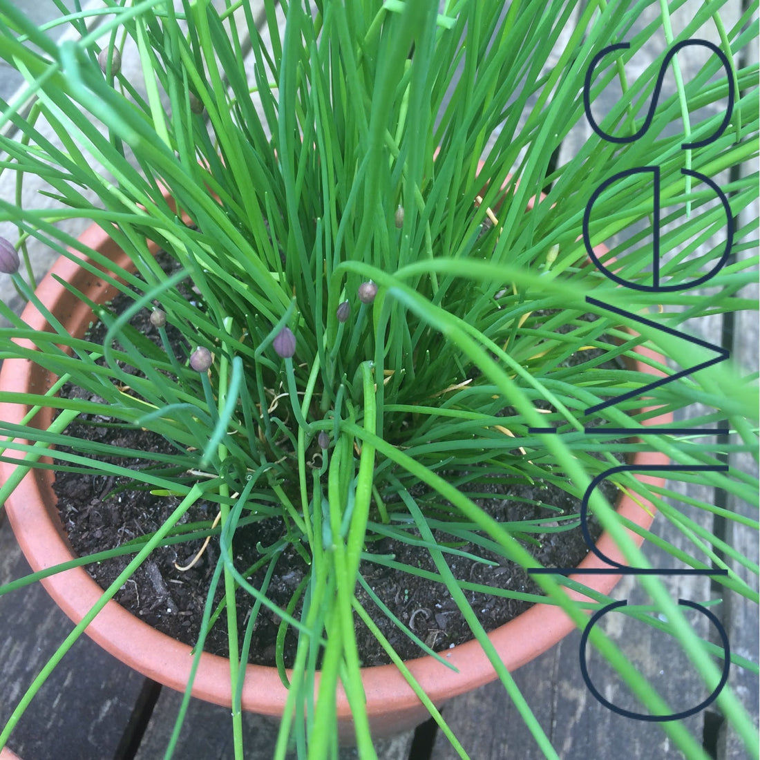 Gardening | Chives