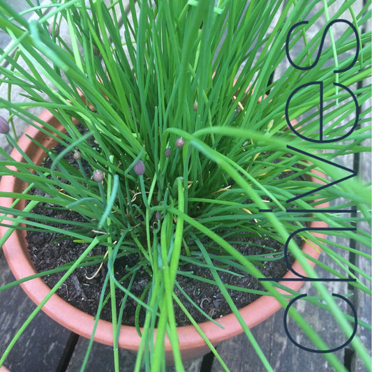 Gardening | Chives